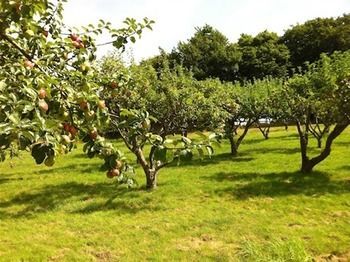 Cider Cottages Burley Bagian luar foto